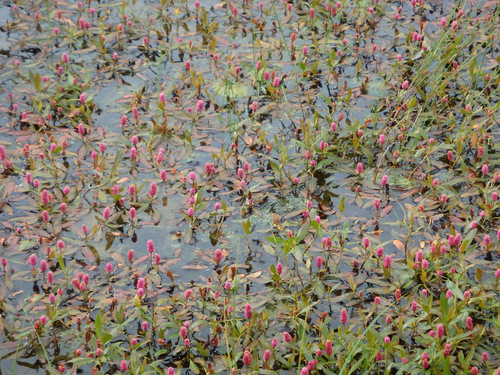 GDMBR: Some kind of flowering water plant.